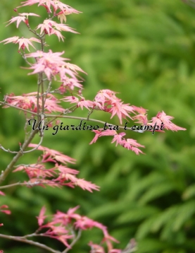 Acer palmatum "Beni tsukasa" Acer palmatum "Beni tsukasa"