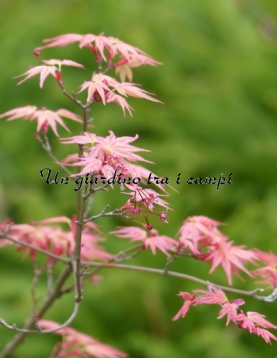 Acer palmatum "Beni tsukasa" Acer palmatum "Beni tsukasa"
