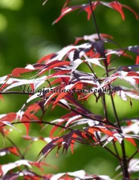 Acer palmatum "Bloodgood" Acer palmatum "Bloodgood"
