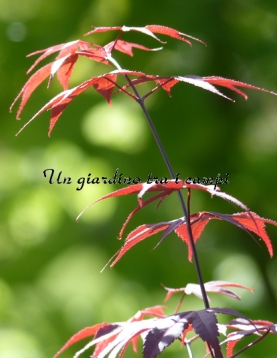 Acer palmatum "Bloodgood" Acer palmatum "Bloodgood"