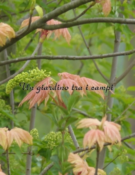 Acer pseudoplatanus "Brilliantissimum"
