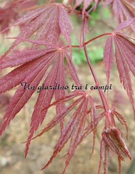 Acer palmatum "Burgundy lace" Acer palmatum "Burgundy lace"