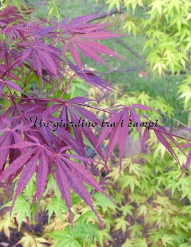 Acer palmatum "Burgundy lace" Acer palmatum "Burgundy lace"