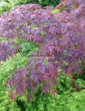Acer palmatum "Burgundy lace" Acer palmatum "Burgundy lace"