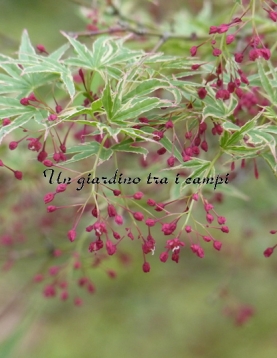 Acer palmatum "Butterfly" Acer palmatum "Butterfly"