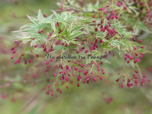 Acer palmatum "Butterfly" Acer palmatum "Butterfly"