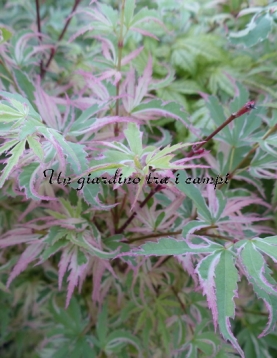 Acer palmatum "Butterfly" Acer palmatum "Butterfly"