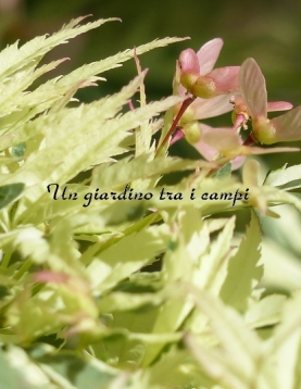 Acer palmatum "Butterfly" Acer palmatum "Butterfly"