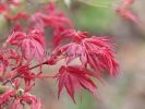 Acer palmatum "Chisio improved"