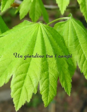 Acer circinatum Acer circinatum