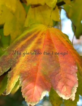 Acer circinatum Acer circinatum