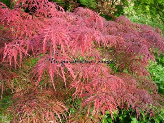 Acer palmatum "Crimson queen"