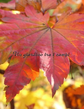 Acer japonicum "Vitifolium" Acer japonicum "Vitifolium"