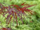 Acer palmatum "Enkan" Acer palmatum "Enkan"