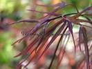 Acer palmatum "Enkan" Acer palmatum "Enkan"