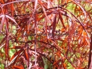 Acer palmatum "Enkan" Acer palmatum "Enkan"
