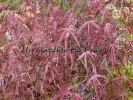 Acer palmatum "Enkan" Acer palmatum "Enkan"