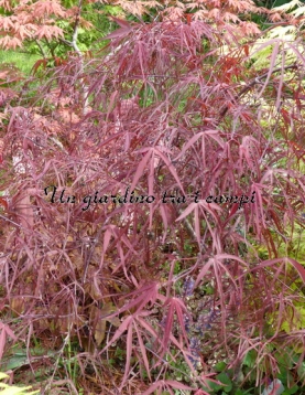Acer palmatum "Enkan"
