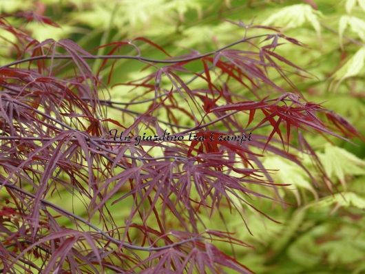Acer palmatum "Enkan" Acer palmatum "Enkan"