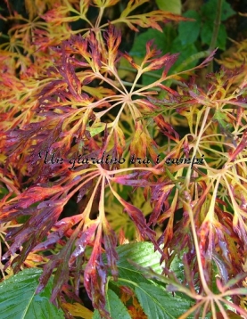 Acer japonicum "Fairy light" Acer japonicum "Fairy light"