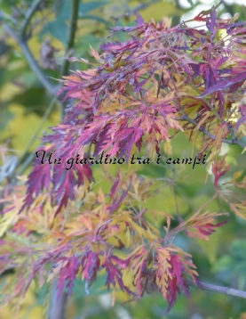 Acer japonicum "Fairy light" Acer japonicum "Fairy light"