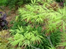 Acer palmatum "Filigree"