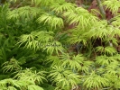 Acer palmatum "Filigree"