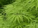 Acer palmatum "Filigree"