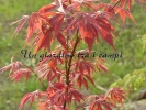 Acer palmatum "Fior d'arancio" Acer palmatum "Fior d'arancio"