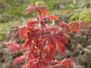 Acer palmatum "Fior d'arancio" Acer palmatum "Fior d'arancio"