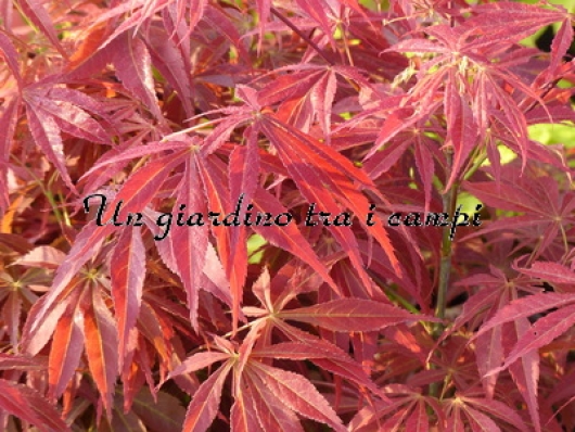 Acer palmatum "Fior d'arancio" Acer palmatum "Fior d'arancio"