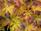 Acer palmatum "Fior d'arancio" Acer palmatum "Fior d'arancio"