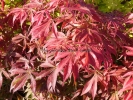 Acer palmatum "Fior d'arancio" Acer palmatum "Fior d'arancio"