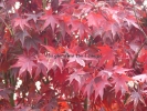 Acer palmatum "Fireglow" Acer palmatum "Fireglow"