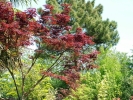 Acer palmatum "Fireglow" Acer palmatum "Fireglow"