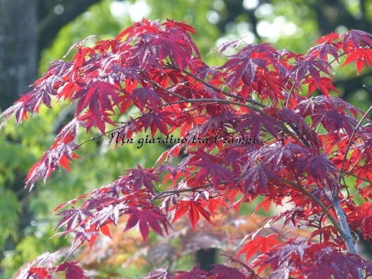 Acer palmatum "Fireglow" Acer palmatum "Fireglow"