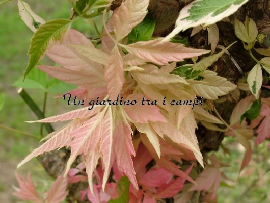 Acer negundo "Flamingo"