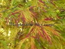 Acer palmatum "Dissectum Flavescens"