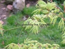 Acer palmatum "Dissectum Flavescens"