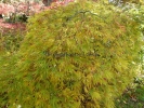 Acer palmatum "Dissectum Flavescens"