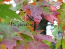 Acer XFreemanii "Autumn Blaze"