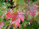 Acer XFreemanii "Autumn Blaze"