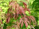 Acer palmatum "Dissectum Garnet"