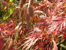 Acer palmatum "Dissectum Garnet"