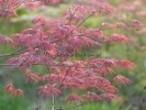Acer palmatum "Dissectum Garnet"