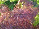 Acer palmatum "Dissectum Garnet"