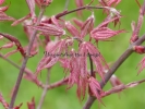 Acer palmatum "Geisha Gone's Wild"