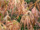 Acer palmatum "Goshiki shidare"