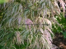 Acer palmatum "Goshiki shidare"