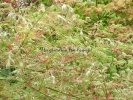 Acer palmatum "Green globe"